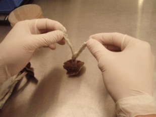 Pilzfruchtkörper im Labor