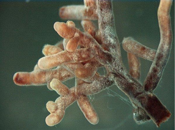 Mykorrhiza-Pilze auf Pflanzenwurzel unter dem Mikroskop