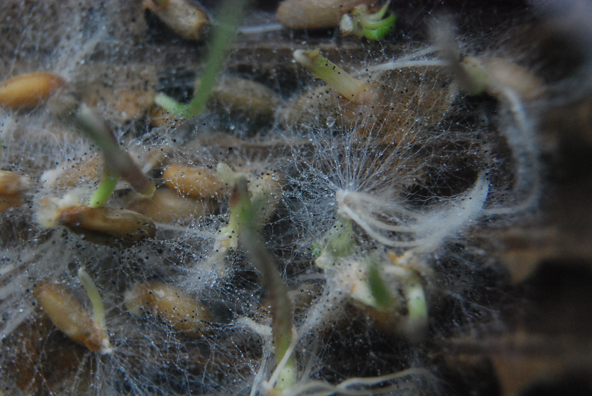 Nahaufnahme Mykorrhiza auf Roggenkeimling
