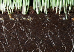 Mykorrhiza auf Getreide